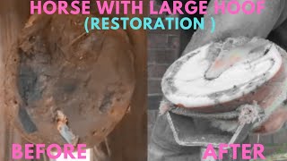 Shire Horse Complete restoration Shire Horse Restoration Compilation shirehorse huge massivehoof [upl. by Cirdahc]