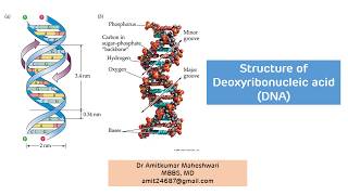 DNA Structure  Structure of Deoxyribonucleic Acid  Biochemistry  Molecular Biology [upl. by Maisel]