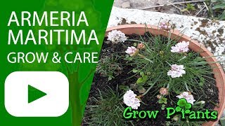 Armeria maritima  grow and care [upl. by Tonye]