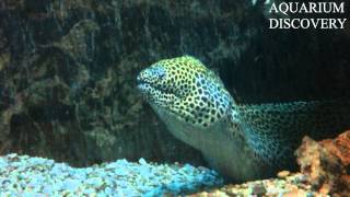 Muraena  Gymnothorax favagineus  Honeycomb moray  Мурена сотовая [upl. by Ludwig]