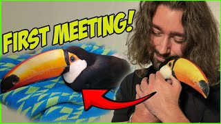 Meeting my rehab toucan for the first time [upl. by Ribaudo]