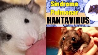 Síndrome Pulmonar por Hantavirus Una enfermedad por roedores [upl. by Shultz811]