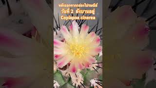 หลังออกมาจากกล่องไปรษณีย์ วันที่ 2 ยังคงบานอยู่ Copiapoa cinerea Cactus [upl. by Erreit]