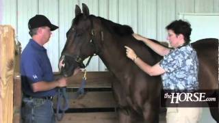 How to Take Your Horses Vital Signs [upl. by Yddub]