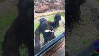 Este Orangután Es Muy Inteligente😮 shorts [upl. by Kipton]