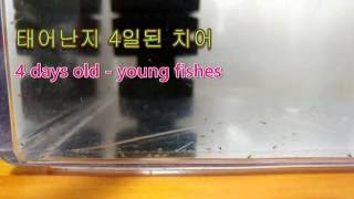 물생활 생후 4일 치어  4 days old  baby fishes [upl. by Alexandra]