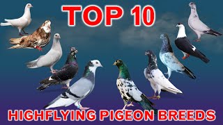 Top 10 Best Highflying Pigeon Breeds in the World [upl. by Anastos]