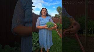 Broccoli Harvest  ബ്രോക്കോളി വിളവെടുപ്പ് broccoli homegarden harvest homegrown shorts [upl. by Clarance696]