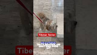 Tibetan Terrier named Rosieshortvideo [upl. by Hnaht]