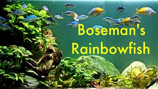 Melanotaenia boesemani  Boesemans Rainbowfish [upl. by Eelyahs]