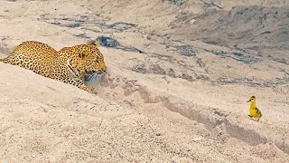 Innocent Baby Bird Walks up to Leopard  Crazy Ending [upl. by Namsaj]