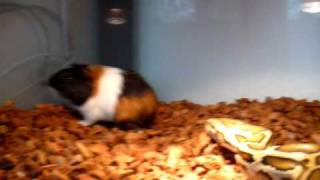 Daisy  burmese python feeding guinea pig [upl. by Letsyrc9]