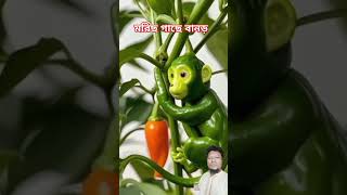 মরিছ গাছে বানড় shortsvideo funny sakib insects [upl. by Airod397]