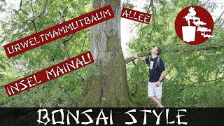 UrweltmammutbaumAllee auf der Insel Mainau  Update  Schmetterlingshaus  070 Bonsai Style [upl. by Neliac]