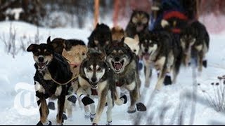 2013 Iditarod Race Warm Winter Causes Trouble for Mushers  The New York Times [upl. by Amahs783]