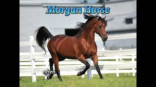 Morgan Horse [upl. by Tarah]