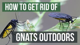 How to Get Rid of Gnats Outdoors 4 Easy Steps [upl. by Ahtenak]