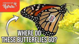 How Scientists Track Monarch Butterflies During Monarch Migration [upl. by Annasiul937]