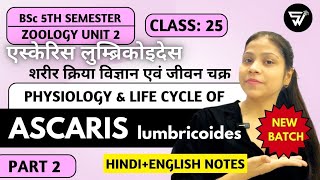 Physiology amp Life cycle of Ascaris lumbricoidesCtenophora to NemathalminthesBSc 5th Semester [upl. by Eerol]