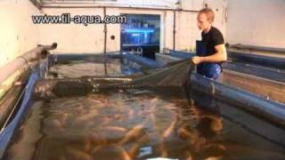 TilAqua Natural Male Tilapia Hatchery [upl. by Neerac]