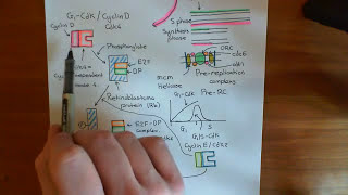 The Cell Cycle  The G2  M Checkpoint Part 3 [upl. by Munafo254]