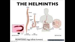 Microbiology of Eukaryotes Helminths [upl. by Ninaj88]