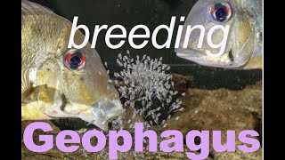 GEOPHAGUS winemilleri  BREEDING eartheater cichlids in the aquarium [upl. by Skip]