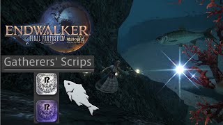 Final Fantasy XIV  Best way to farm both Gatherer Srips Spearfishing Edition [upl. by Lohcin]