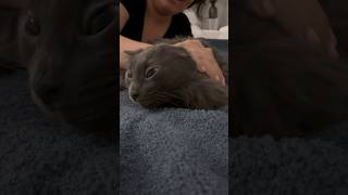 Petting my cat nebelung catsoftiktok harder each time pet petsoftiktok foryou foryoupage [upl. by Meredi]