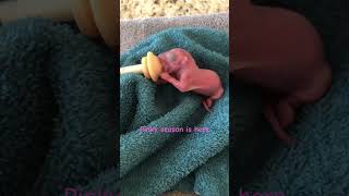 Pinky squirrel season fall 2024 is officially here squirrel babysquirrels wildliferehab [upl. by Naret]