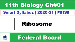 Ribosomes Class 11 Biology  ribosome function and structure Ilmi Stars Academy [upl. by Noitsirhc384]