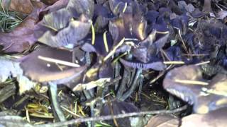 Big Cyanescens Patch Found Auburn WA PNW November 14 2013 [upl. by Ydnolem682]