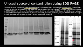 Unusual source of contamination brain protein extract SDSPAGE [upl. by Howie]