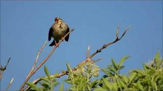 Grauammer Emberiza calandra Miliaria calandra [upl. by Sadiras]