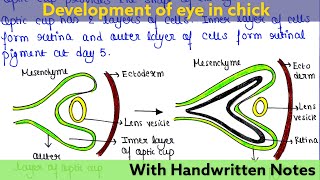 Development of eye in chick  Readymade notes for exam  Developmental Biology [upl. by Jeremie]