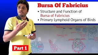 Bursa of Fabricius  Avian immune system  Part 14 [upl. by Anilev]