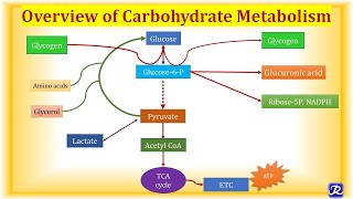 1 Overview Carbohydrate Metabolism  Carbohydrate Metabolism1  Biochemistry NJOY Biochemistry [upl. by Okihsoy]