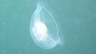 Jellyfish while snorkeling at the Farne Islands [upl. by Adnama]