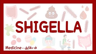 Shigella shigellosis bacillary dysentery شرح بالعربي [upl. by Dominic187]