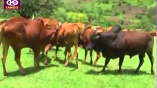 Fayyisaa Furii Gowwee Oromo Music [upl. by Adal484]