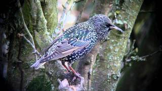 Starling feeding and singing [upl. by Russel485]