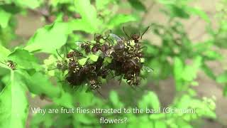 Why is the fruit fly attracted to basil flowers [upl. by Assirol]