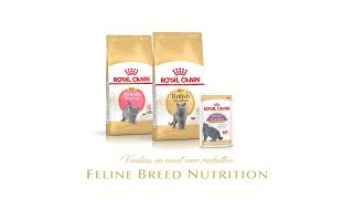 Feline Breed Nutrition British Shorthair Kitten  Adult  Wet [upl. by Nolan]