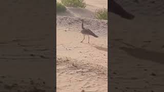 حبلري حبارى Houbara bustard 20221115 السعودية اليوم [upl. by Enitsej]