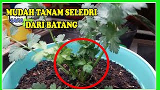 CARA TANAM amp PERAWATAN SELEDRI BUKAN DARI BIJI  STEK AIR  HOW TO GROW CELERY [upl. by Yentihw75]