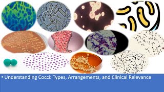 Understanding Cocci Types Arrangements and Clinical Relevance [upl. by Giordano]