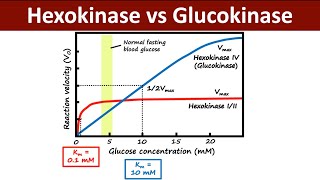 Hexokinase Vs Glucokinase  Regulation of Glycolysis  Metabolism  Biochemistry [upl. by Norit]