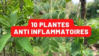 10 plantes anti inflammatoire à avoir chez soi [upl. by Beauvais]