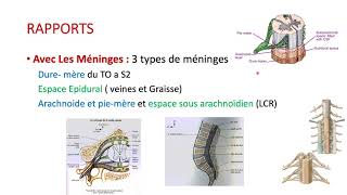 ANATOMIE DE LA MOELLE EPINIERE [upl. by Hayott]