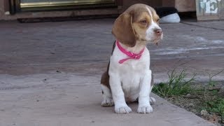 Miniature Tiny Pocket Beagles Puppies Cute Video New Litter 10 Weeks Old For Sale Buy Meet Breeder [upl. by Etnoval579]